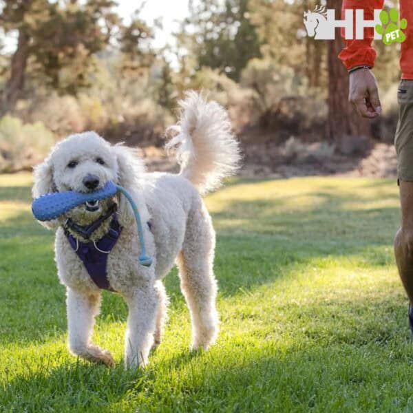 Juguete para perro con mordedor en parque al aire libre.