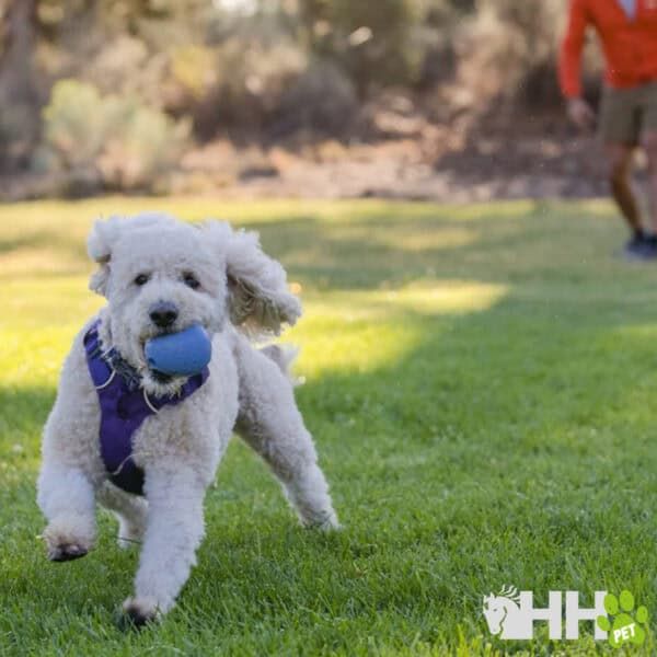 Juguete para perros en forma de pelota con pelota, ideal para morder y jugar al aire libre.