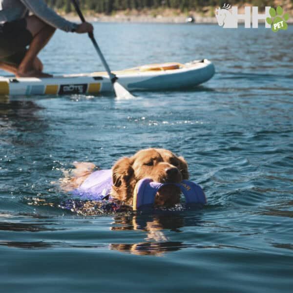 Perro nadando con flotador en el agua, verano y actividades acuáticas con mascotas.