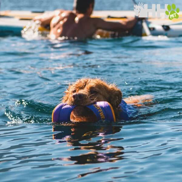Juguete para perros en el agua, resistente y flotante para aventuras acuáticas.