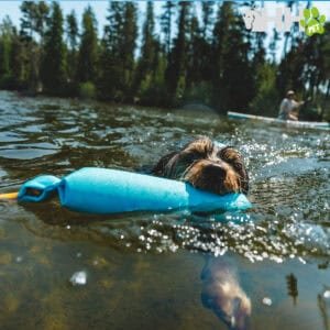 Noria de perro flotante en río para juegos acuáticos y seguridad.