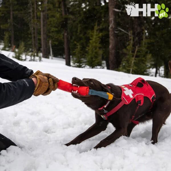Perro de terapia en nieve, entrenamiento de mordida canina con juguete en exterior.