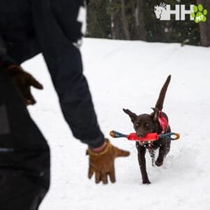 Juguete para perros en la nieve con cachorro mordiendo hueso de juguete rojo Tienda online TodoMASKOTAS.