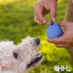 Juguete de perros tipo pelota azul con sonido, ideal para mascotas en todo momento.