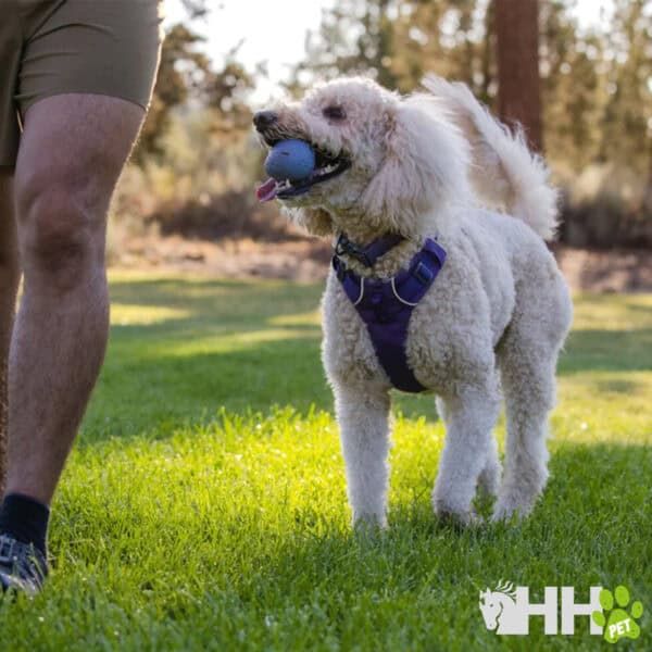 Juguete para perros con bola azul en la boca, en parque al aire libre.