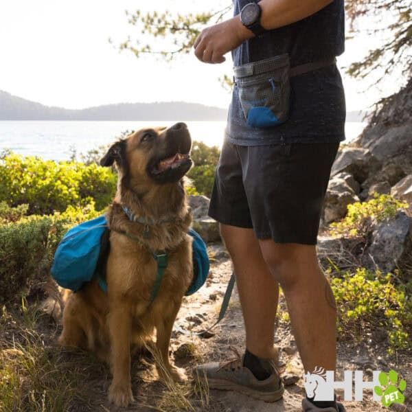 Ladrón de perros con mochila en exteriores, entrenamiento de mascotas, actividad al aire libre.