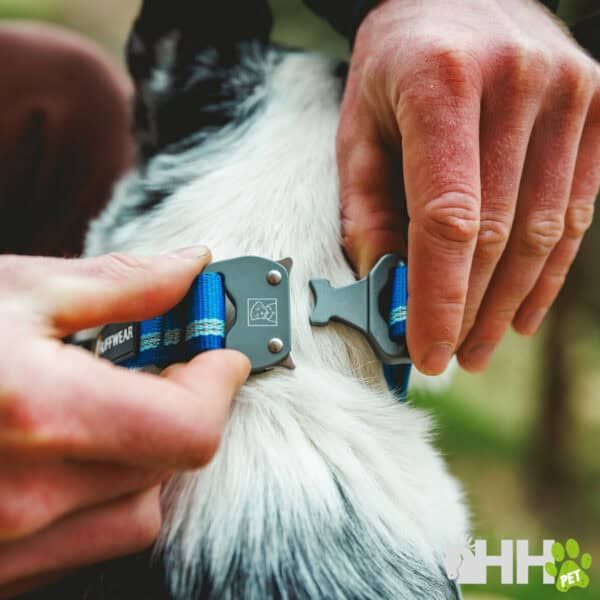 Collar para perros con hebilla ajustable y ortopédico, enfoque en comodidad y seguridad de mascotas.