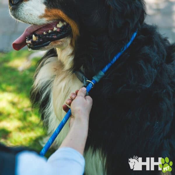 Juguete y accesorios para perros en Tienda online TodoMASKOTAS, calidad y variedad para tu mascota.