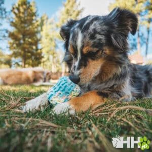Juguete para perros, pelota masticable de goma, resistente, divertido y seguro, ideal para perros en Tienda Online TodoMASKOTAS.