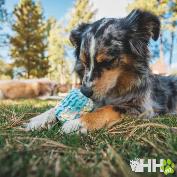 Juguete para perros, pelota masticable de goma, resistente, divertido y seguro, ideal para perros en Tienda Online TodoMASKOTAS.