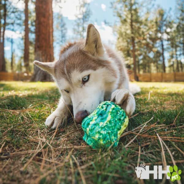 Juguete de perro de colores verdes y azules en el campo con un husky jugando.