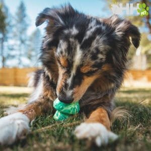 Juguete de peluche para perros en forma de hueso, ideal para morder y jugar en exteriores.