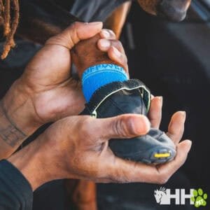 Gato con correa y arnés mirando hacia abajo.