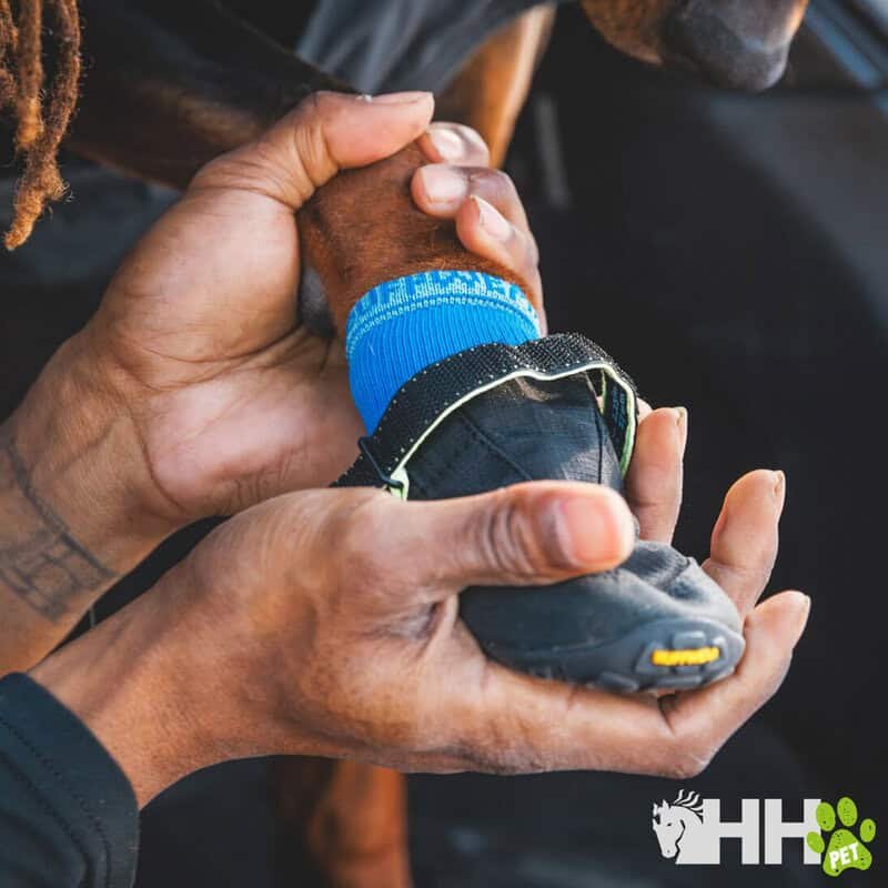 Gato con correa y arnés mirando hacia abajo.