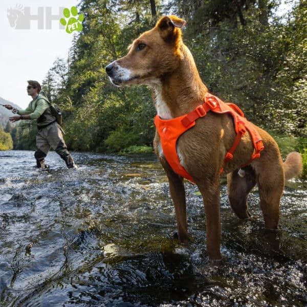 Perro con arnés naranja en río, paseando y pescando en la naturaleza.