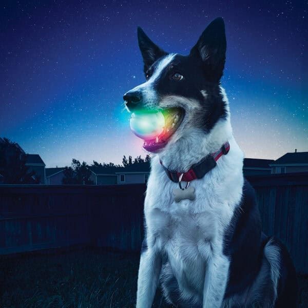 Llavero de perro con luz LED brillante para mascotas, regalo divertido y original.