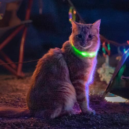 Gato con collar luminoso en tienda de mascotas, ideal para disfraces y accesorios para mascotas.
