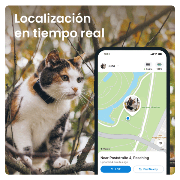 Gato con collar GPS en árbol, buscando ubicación en tiempo real.