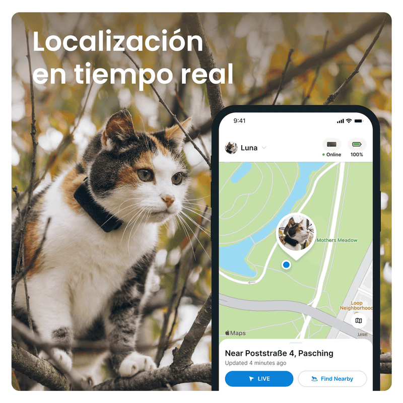 Gato con collar GPS en árbol, buscando ubicación en tiempo real.