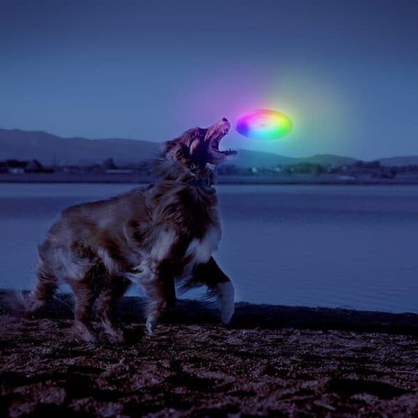 Perro con disco luminoso en la boca en paisaje nocturno.