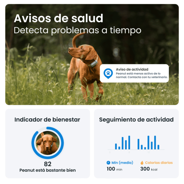 Cuidador de mascotas en línea, salud y bienestar animal, monitor de actividad para perros.
