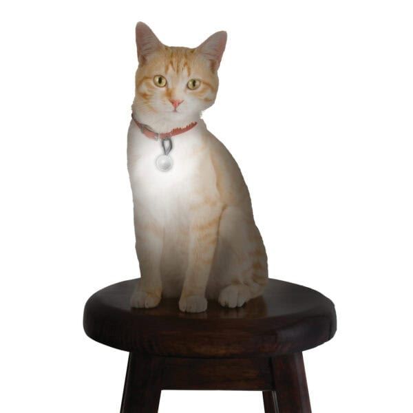 Gato con collar y placa sobre taburete, figura decorativa realista, ideal para amantes de mascotas.