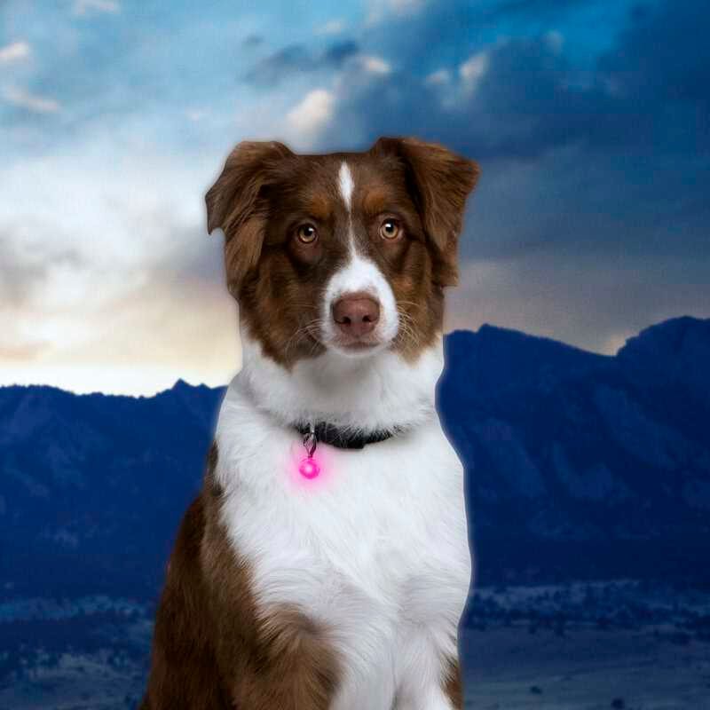 Lindo perro con collar luminoso en un paisaje montañoso.