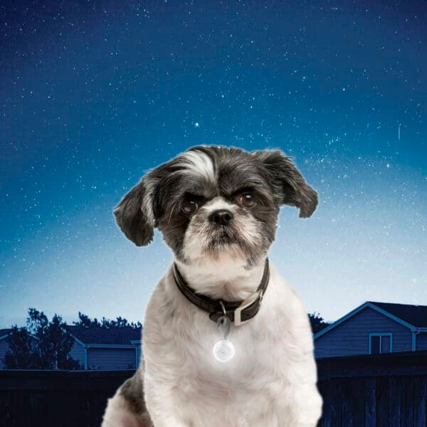 Perro con collar y medalla iluminados bajo un cielo estrellado, ideal para mascotas y regalos originales.