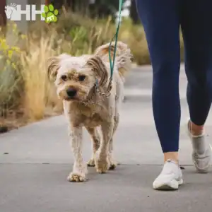 collar martingala ruffwear para perros chain reaction
