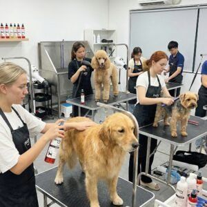perfume para perros aroma vainilla 125 ml moly | fragancia suave, duradera y apta para piel sensible