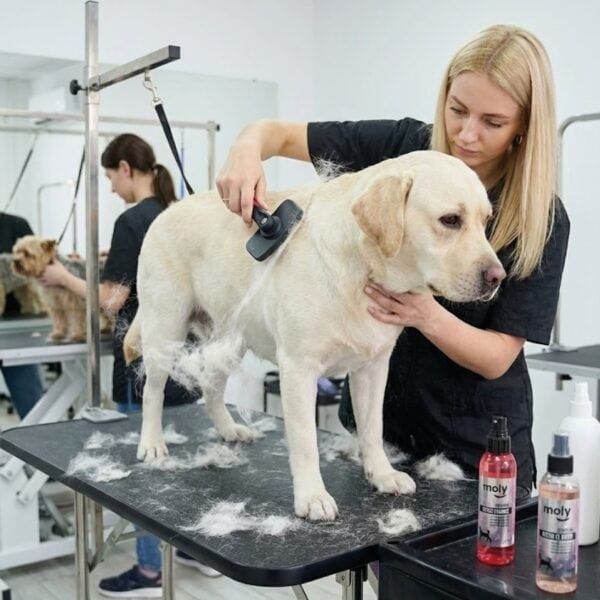 Cepillo profesional autolimpiante para perros medianos y grandes.