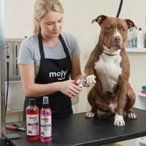 Cortauñas grande Moly con sistema de seguridad para perros grandes y corte preciso.