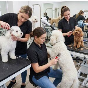Maquinillas y herramientas profesionales para mascotas en TodoMASKOTAS.