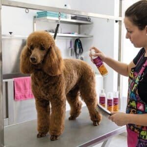 Peluquería para perros en tienda online TodoMASKOTAS con productos de calidad y accesorios para peluquería canina.