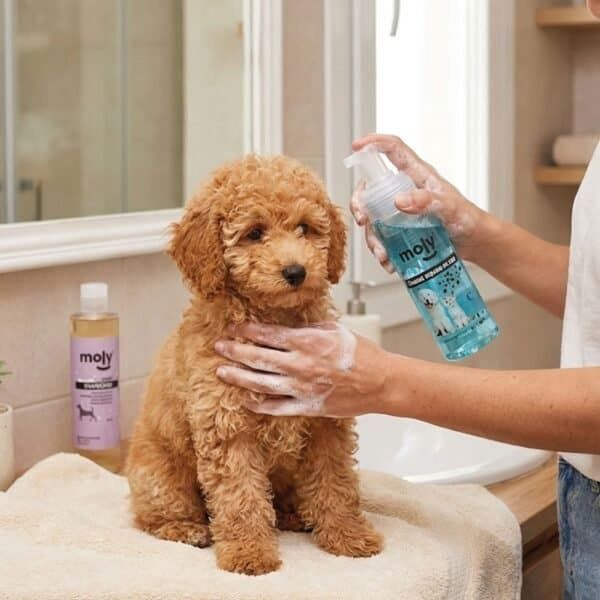 champú en seco en espuma 150 ml moly | limpieza rápida sin agua para perros y gatos