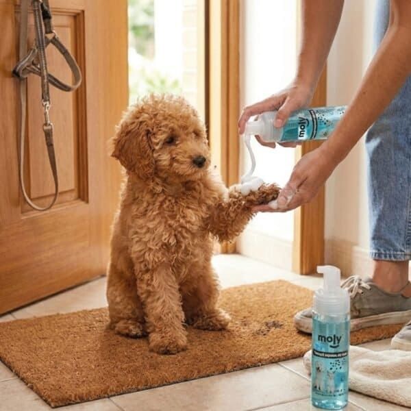 champú en seco en espuma 150 ml moly | limpieza rápida sin agua para perros y gatos