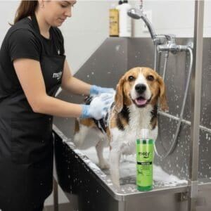 champú menta fresh 500 ml moly | frescor intenso y limpieza profunda para todo tipo de perros