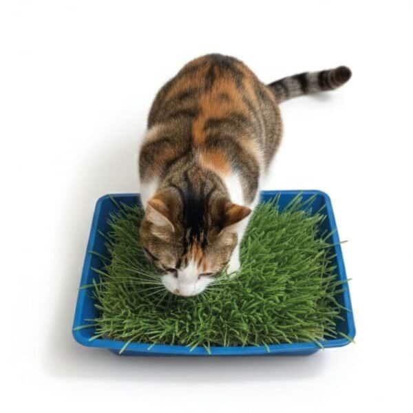 kit hierba de gato moly 100 g con bandeja compacta | digestión natural y bienestar felino