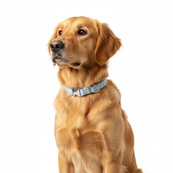 collar gaviotas t 1 20 30*1,5