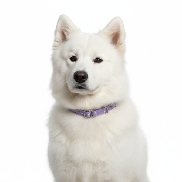 collar moly lila t 1 20 30*1,5