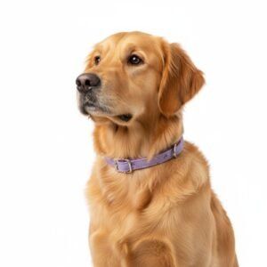 collar moly lila t 4 35 45*2