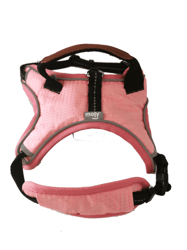 arnes blue/pink confort moly talla s
