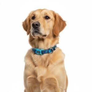 collar moly limited 2.5*34 52 cm