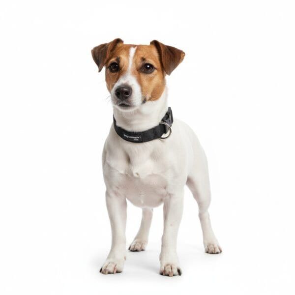 dog control n.1 24cm