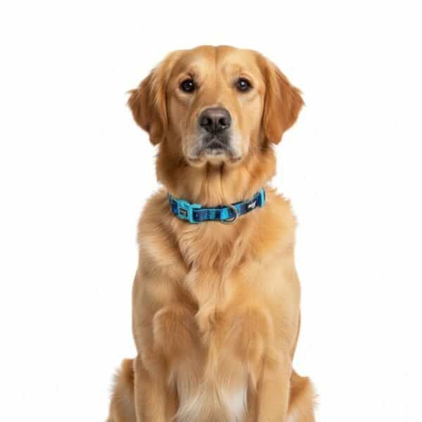 collar moly limited 2.5*34 52 cm