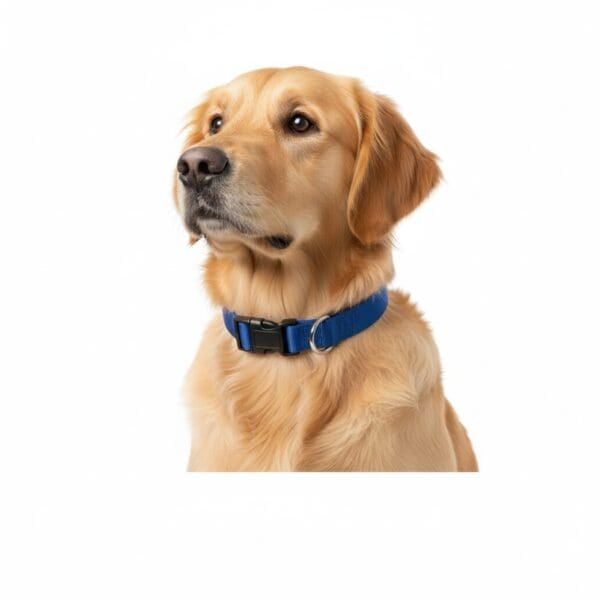 collar nylon liso 35 55cm x 2cm