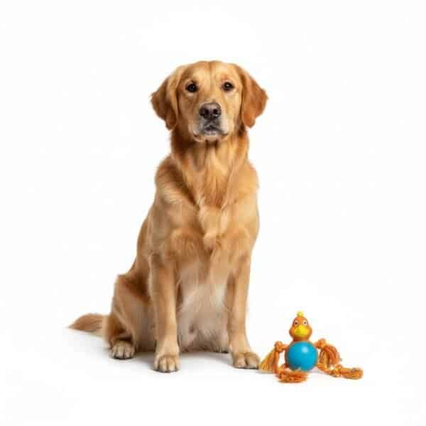 mordedor pollito para perros 21 cm moly | juguete resistente y divertido para masticar
