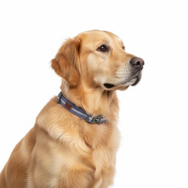 collar moly easy urban reflectivo 2.0*34 51 cm
