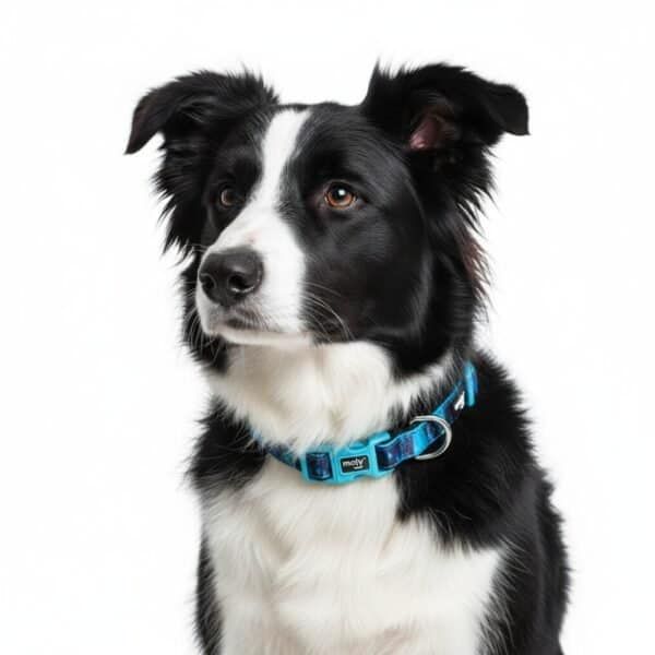 collar moly limited 2.0*28 42 cm