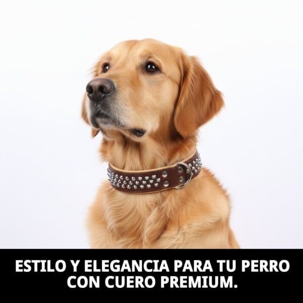 Collar de cuero para perros con clavo y tachuelas, estilo elegante y resistente.